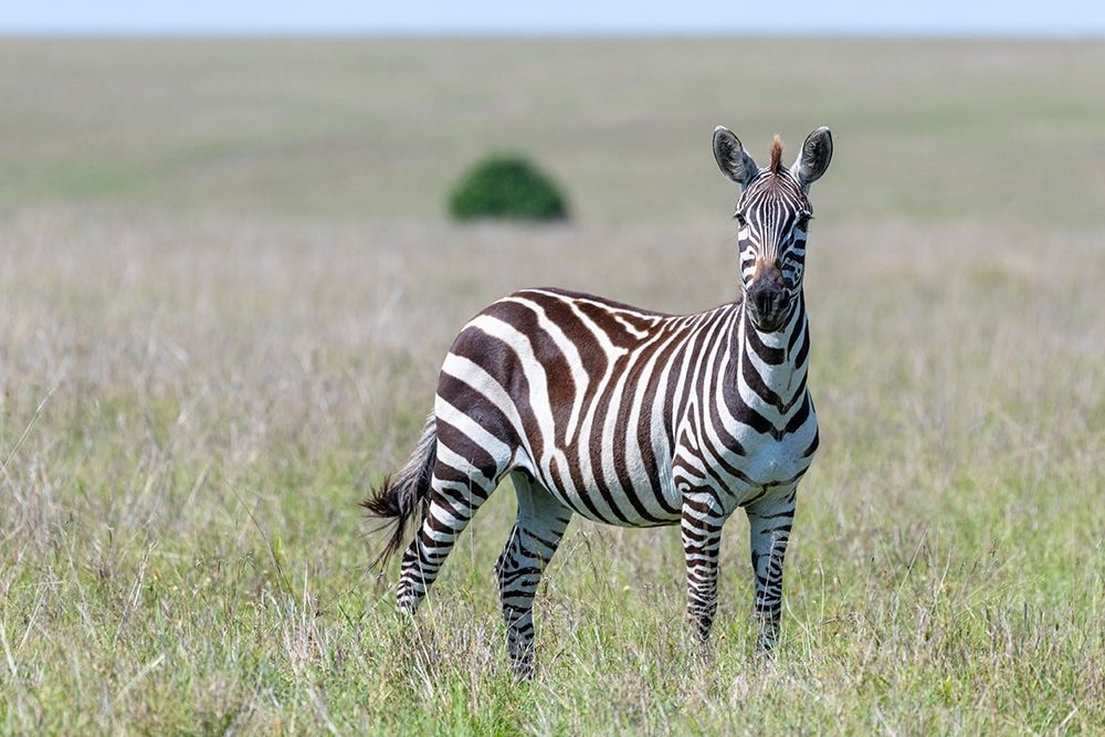Africa-Kenya-Maasai Mara National Reserve Close-up of lone zebra  art print by Jaynes Gallery for $57.95 CAD